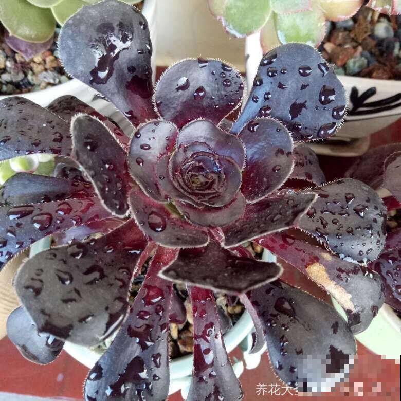 夏天养多肉法师，就要遮阳遮雨，不然黑腐烂根有你愁的！