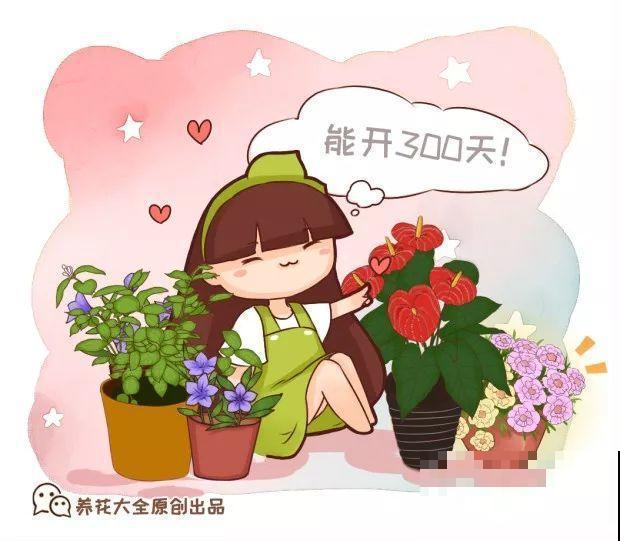 这20种花，一开就是上百天，阳台一年四季有花赏！