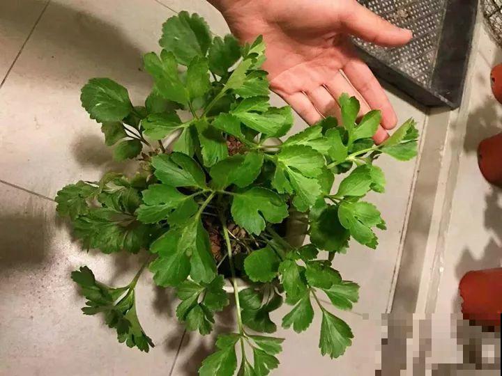外国人的牡丹花，一盆能开28朵，花比拳头还大！