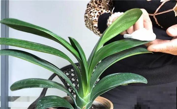 养了两个月的花，竟发现是假的？这些套路还真得摸清楚！