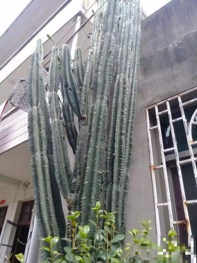 她家养了三十年的仙人掌变身传家宝，路边的树都没它高，心服口服