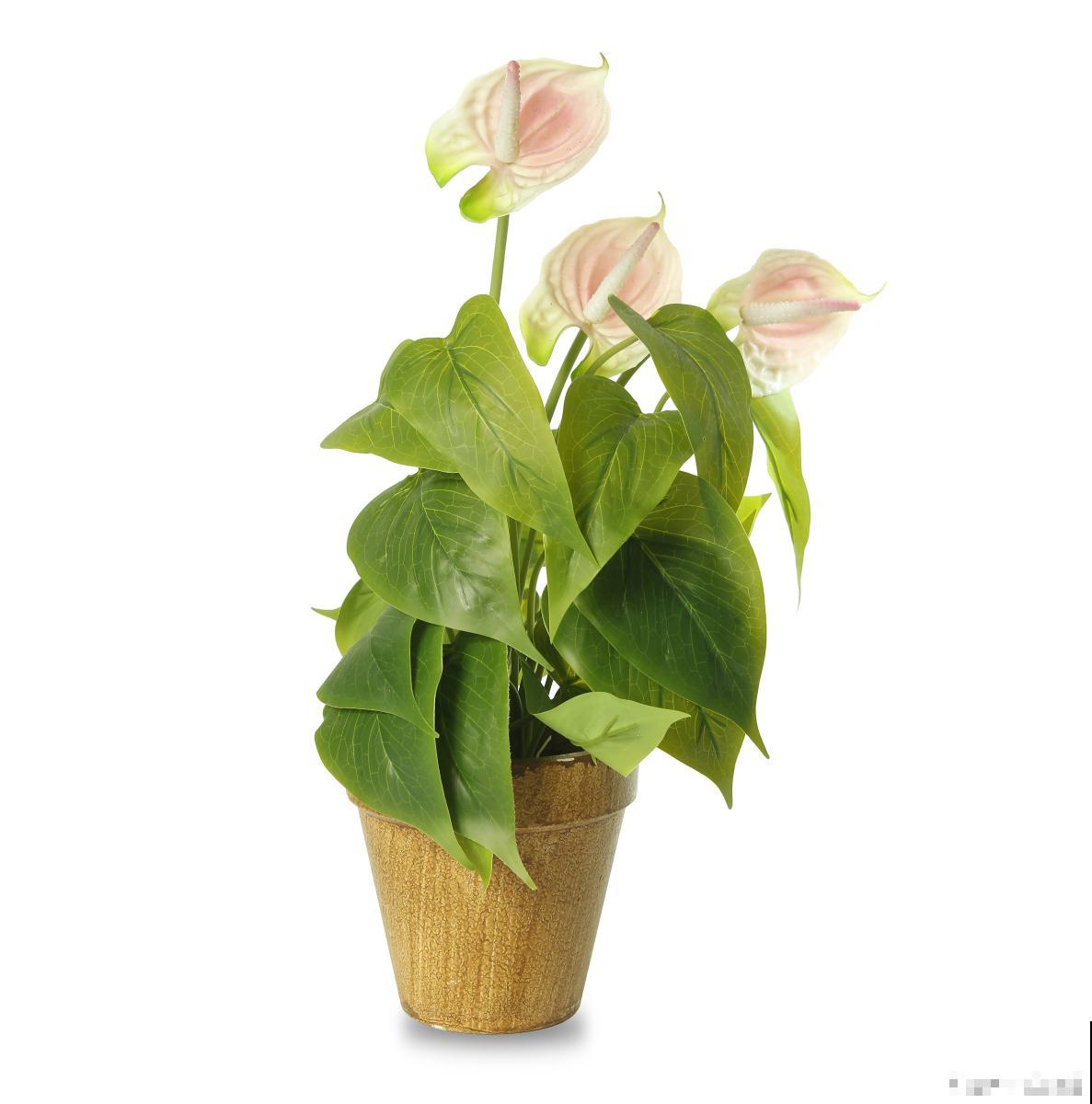 粉掌什么时候开花