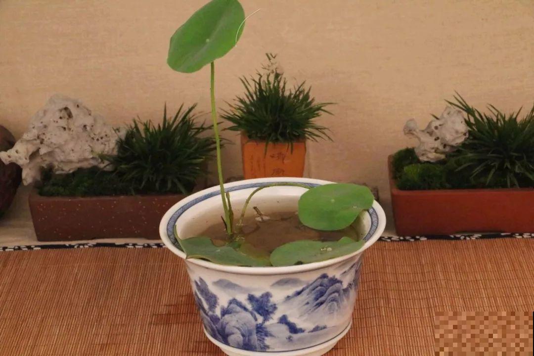 碗莲就得夏天种，丢种子到大缸，花全冒出来！