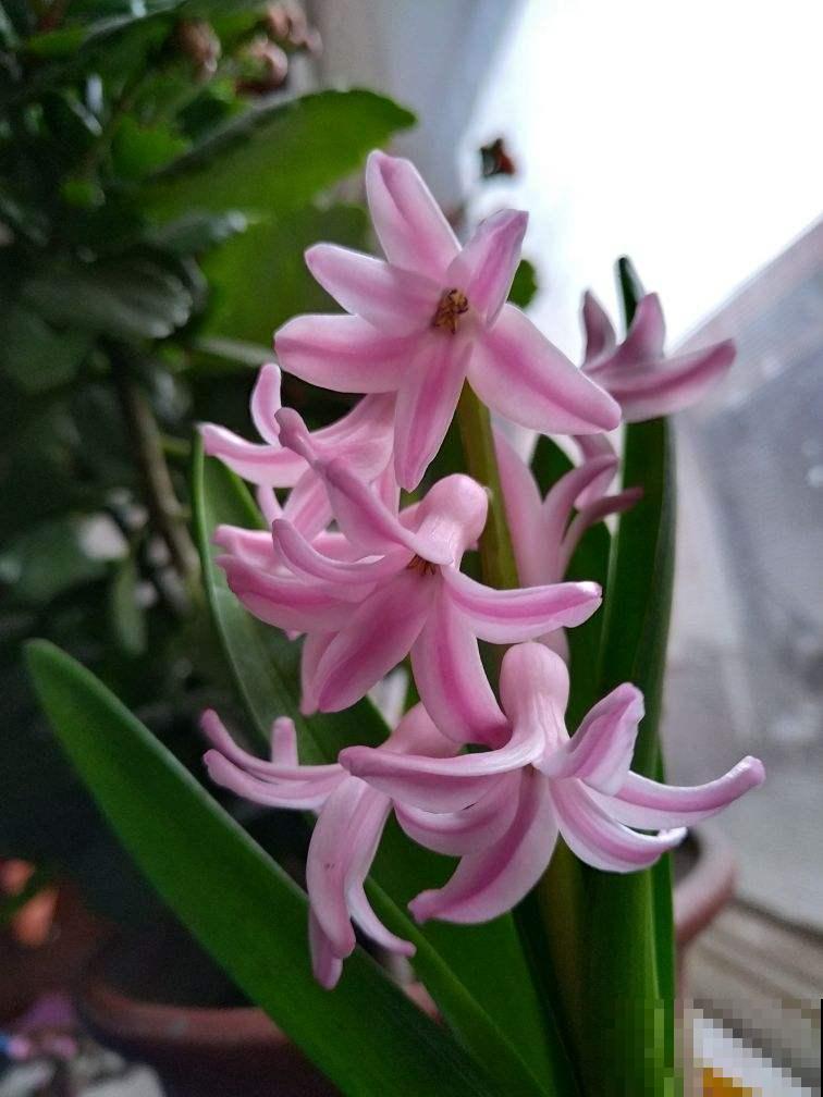 1种花扔水里就开花，比绿萝好养多了，现在种正合适