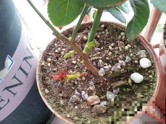 开败的月季及时处理，呼呼窜芽还不招虫，复花很简单！