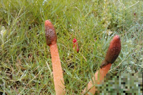 野草里冒出这东西模样怪，一碰黏满手鸡屎味，瞬间臭晕！