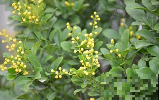 夏天米兰不怕晒，浇点“万能水”，花开得又多又香！