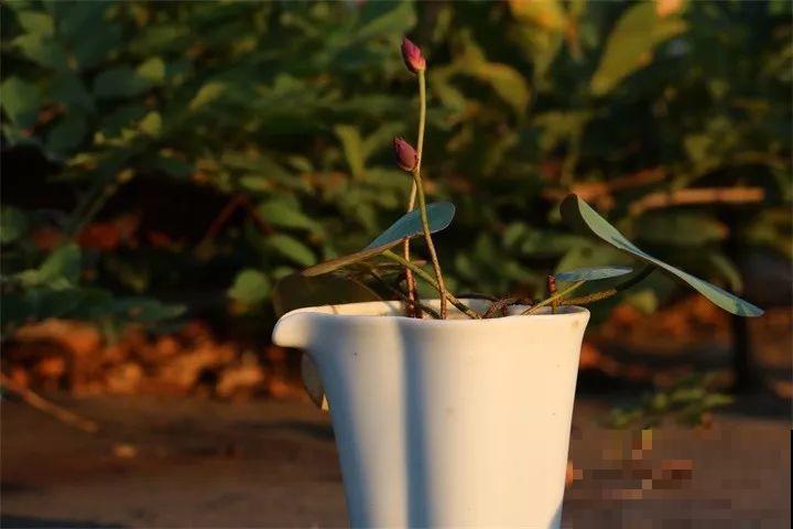 这花爱喝水，一天灌一瓢，三伏天也能开爆盆！