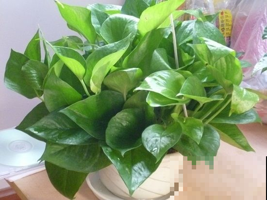 这4种喜湿花，最适合养在卫生间里，叶子越发油绿茂盛！