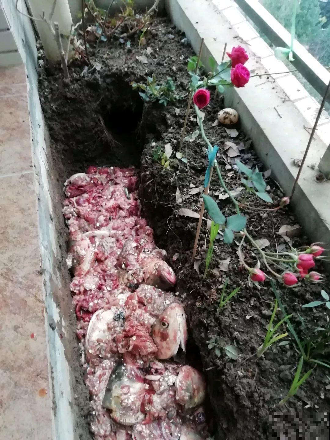 坏掉的鸡蛋可是养花宝，把黄掺土里，茉莉开花又香又白！