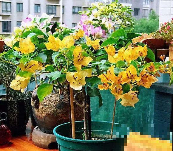 夏天就得养这花，皮实耐热花期长，越晒开花越多！