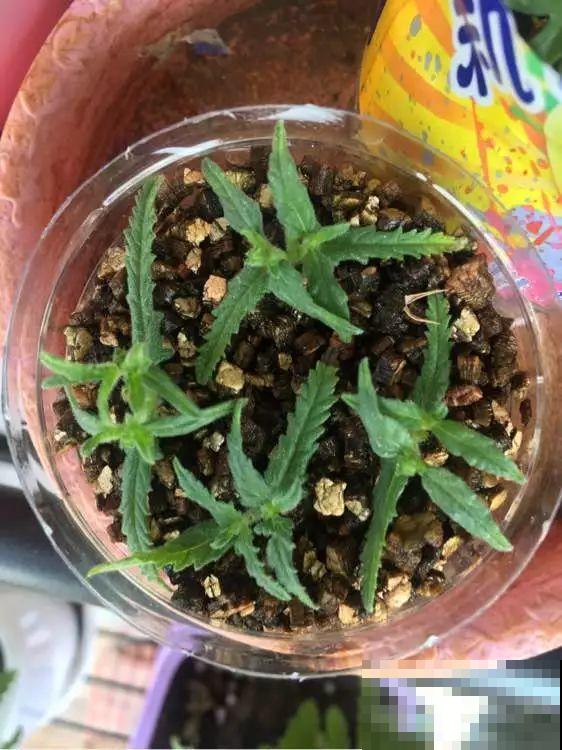 8种夏天扦插花，现在掐枝，下个月有花赏！