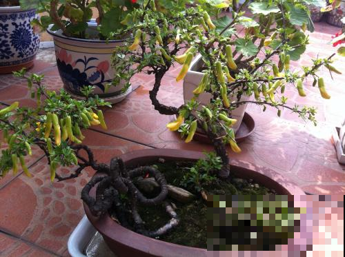 谁说盆景不好养？野山挖个这种烂树根，栽盆里档次飙升！