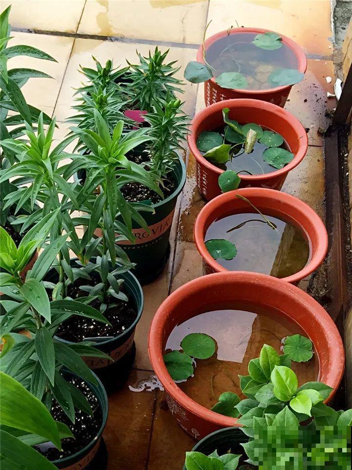 这10种“水桶花”，夏天得用大缸养，越浇水长得越疯狂！