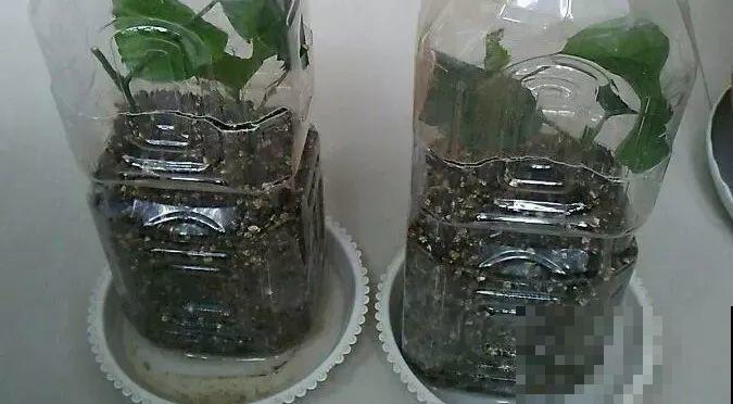 夏天就养这5种花，花开艳丽寓意好，喜气洋洋好运来！