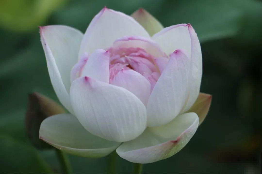 月季绣球看够了？夏天就要来盆碗莲，花美还好养！