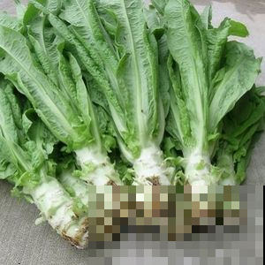 要想瘦试试种种花，阳台种点它，清肠又排毒！