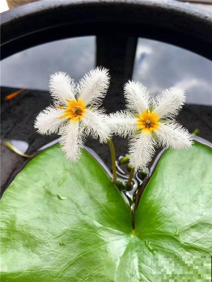 这10种“水桶花”，夏天得用大缸养，越浇水长得越疯狂！