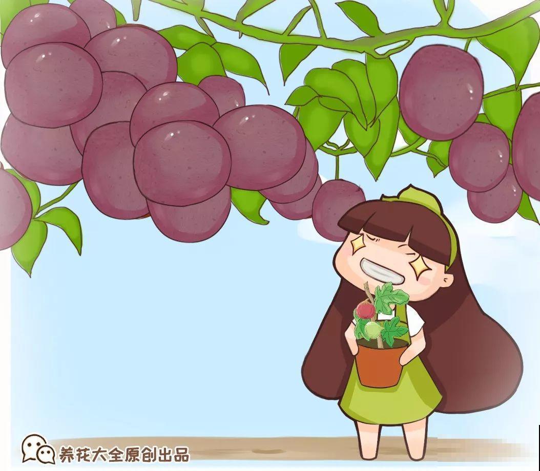 百香果、无花果，自己在家就能种，1根枝结3斤果！