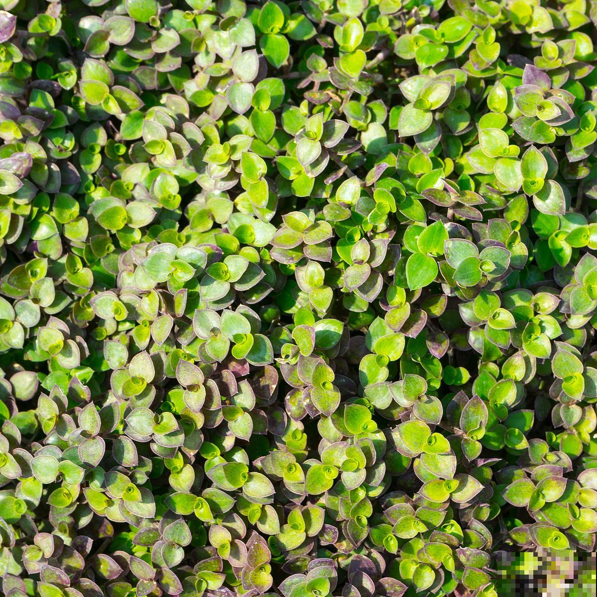 如何种植垂盆草？