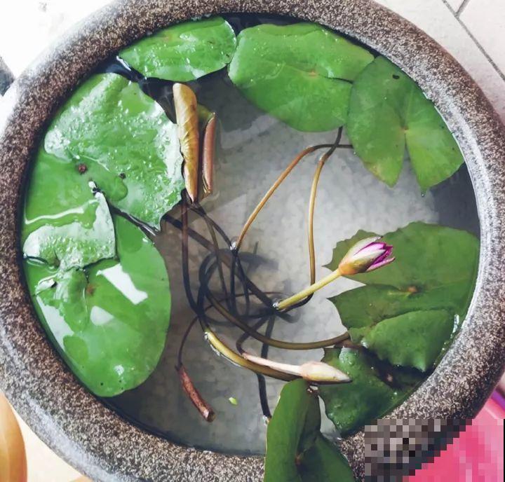 这10种“水桶花”，夏天得用大缸养，越浇水长得越疯狂！