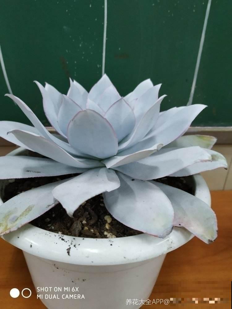 这3种植物堪称多肉届的颜值担当，家里养一盆，赏心悦目