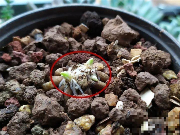 外国人的牡丹花，一盆能开28朵，花比拳头还大！