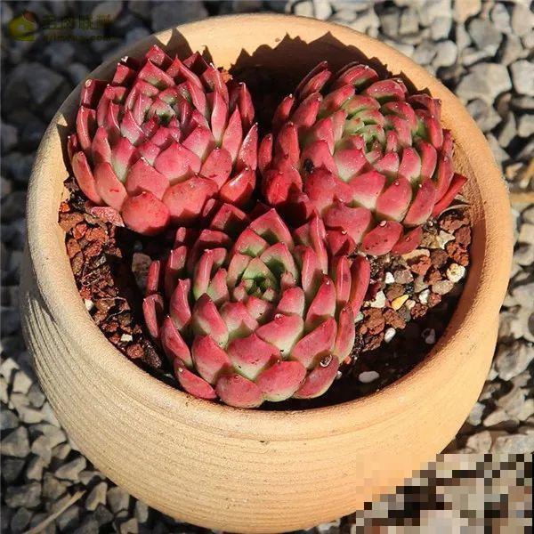 这种系列多肉，颜值高价格也贵，夏天可是“重点保护动物”！