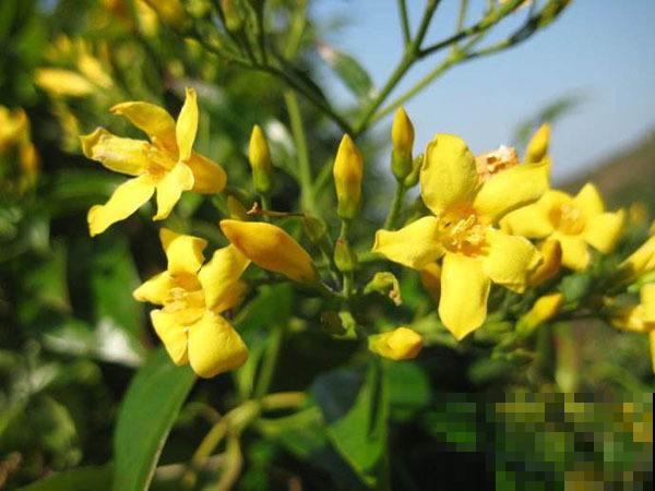 路上看到这种“金银花”赶紧远离，内含剧毒，放倒你不商量！