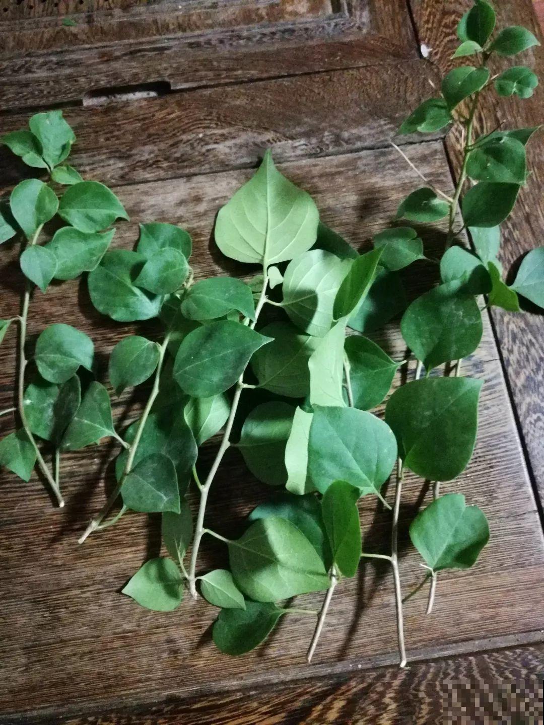 8种夏天扦插花，现在掐枝，下个月有花赏！