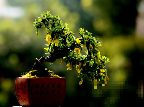 谁说盆景不好养？野山挖个这种烂树根，栽盆里档次飙升！