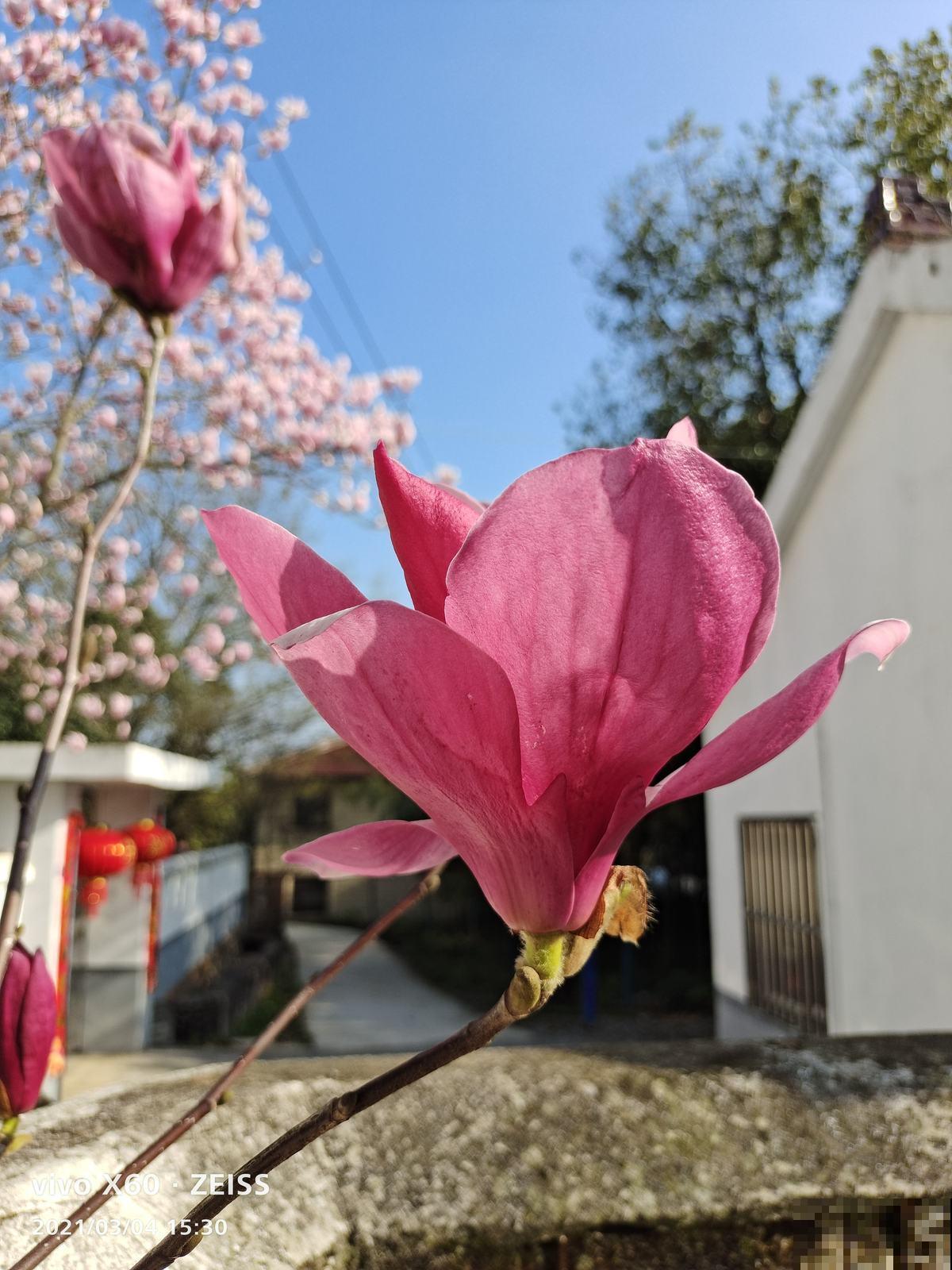 立春之后，5种花赶紧上肥料，两个月后就开爆