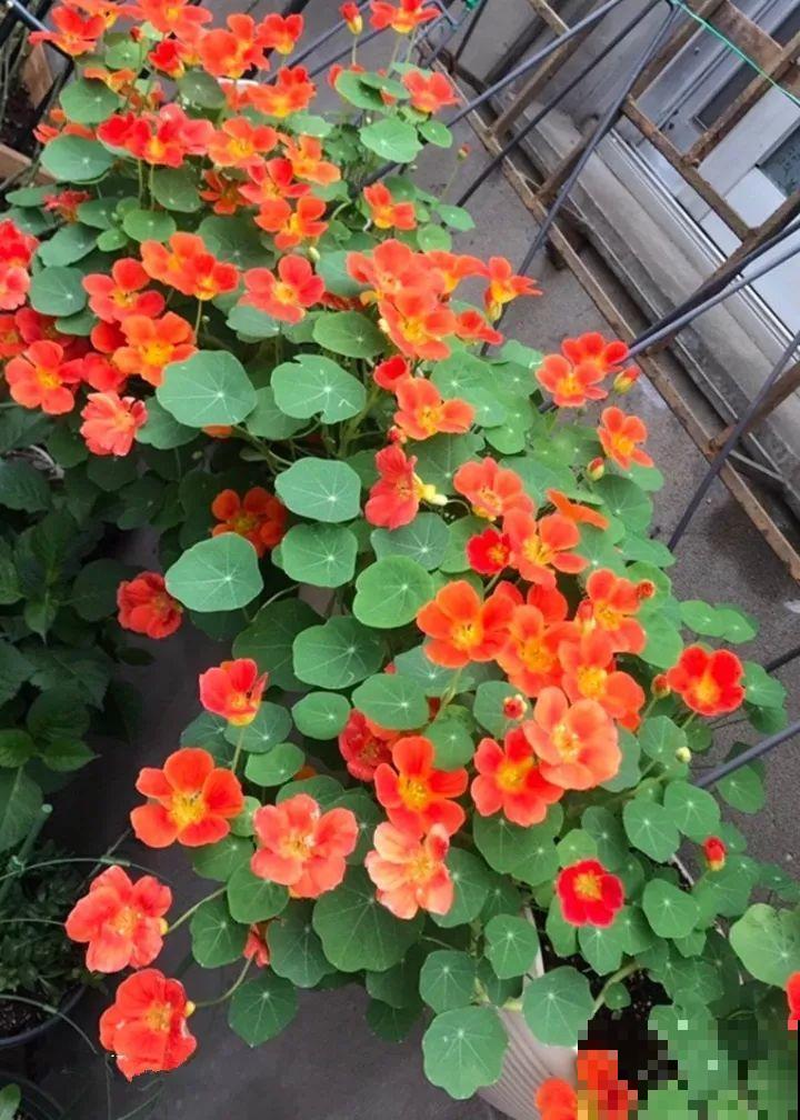 你羡慕的大片花园生活，只要努力，终归会有！