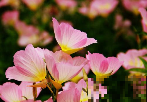 这野草名美模样更美，荒地播一棵疯狂蔓延，赶紧挖回家为民除害！