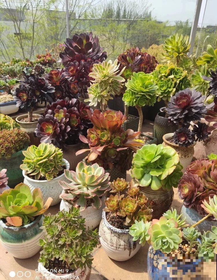 夏天养多肉法师，就要遮阳遮雨，不然黑腐烂根有你愁的！