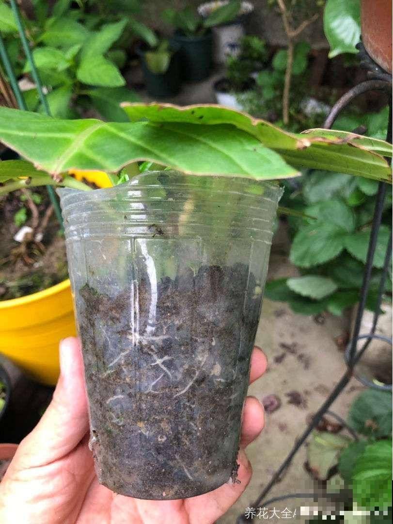 5种自制的生根水，杀菌消毒泡一泡就完事，夏天也能放心扦插！