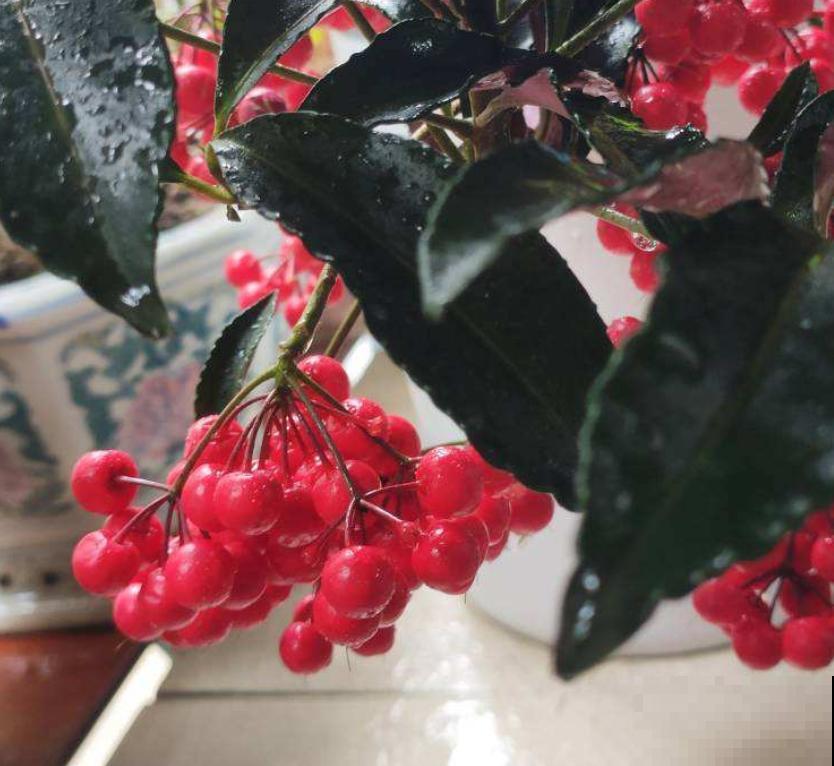 4种花是冬日里的“开花机器”，花红得像火，还有吉祥好兆头