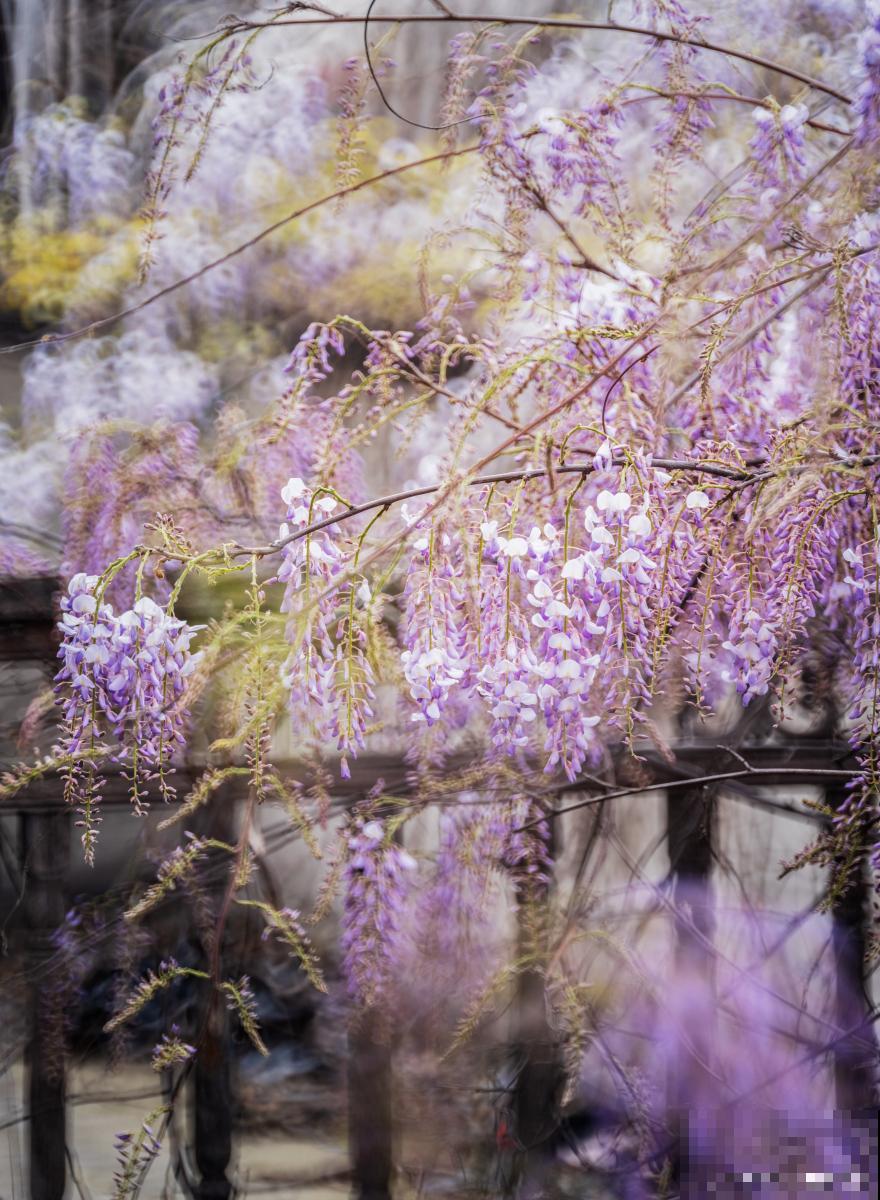 紫藤花哪个品种的花期最长