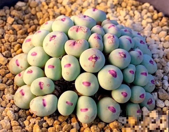 多肉养了3个月，冒出一张大红唇，莫非是要开口说话？
