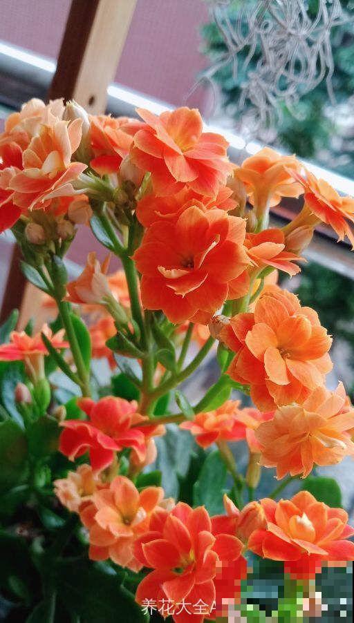 8种夏天扦插花，现在掐枝，下个月有花赏！