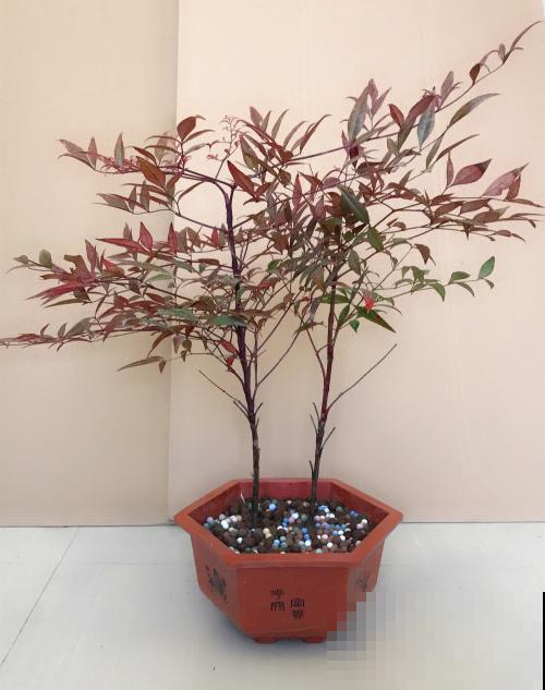 这小果子鲜嫩无比，但可千万别吃，要不然立马躺医院！