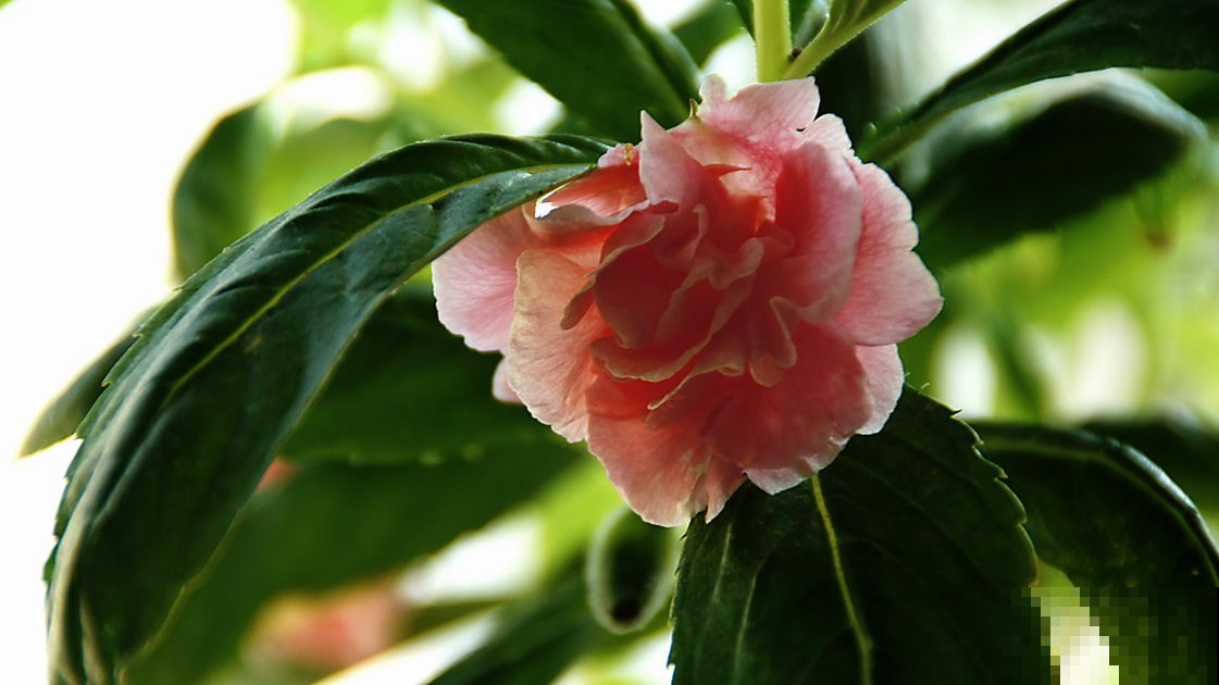 这花艳冠群芳却毒性惊人，千万别和菜挨着，不然追悔莫及！