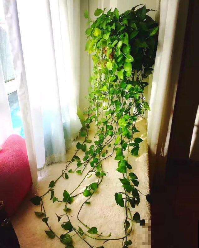 啤酒能不能浇花？这个还真不好说，要看怎么浇水！