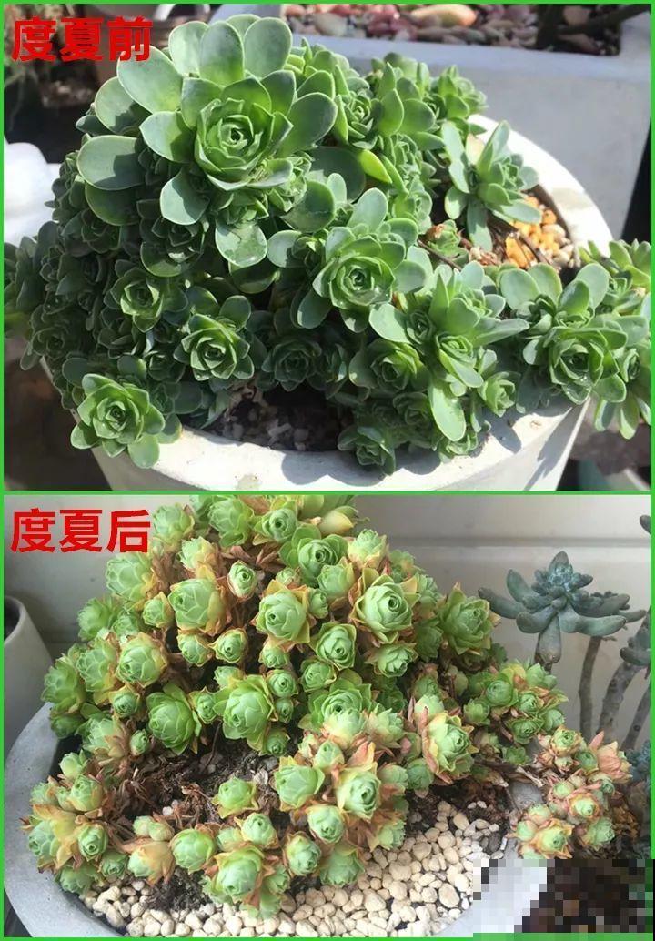 把多肉当腊肉挂起来，变成1米老桩，再热都不怕！