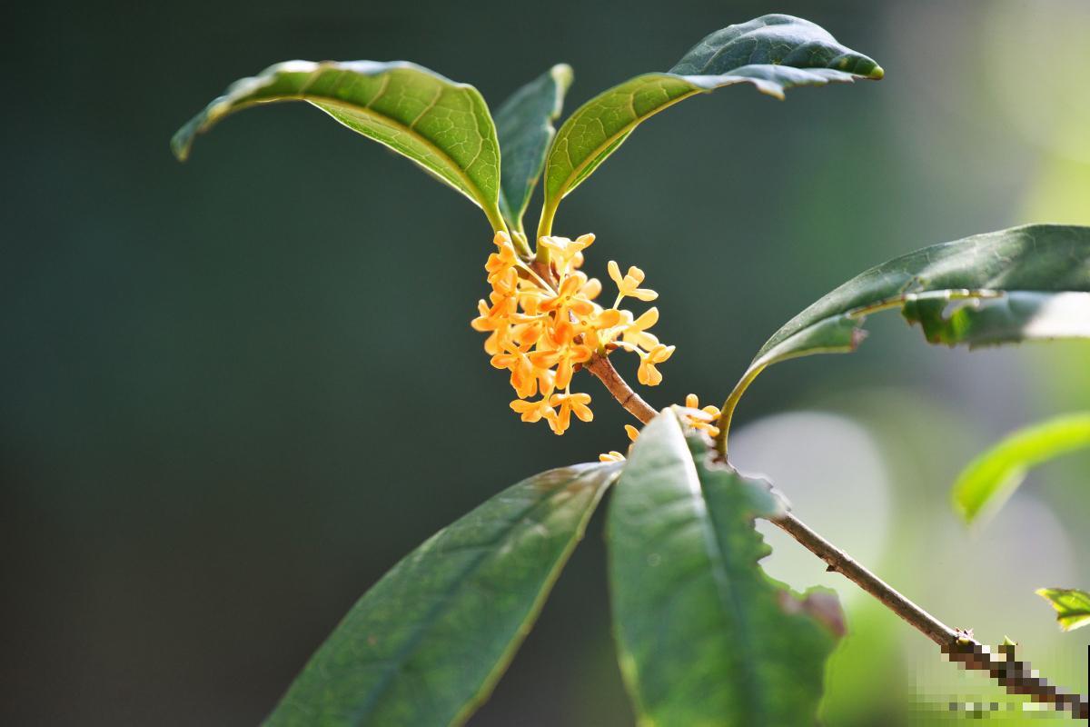 桂花春天发芽怎样浇水