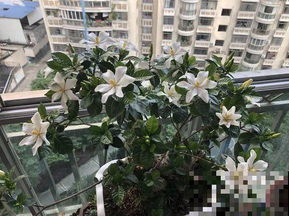 养花就得用些奇葩招，他每天给花灌酒、扎针，结果盆盆爆小崽！