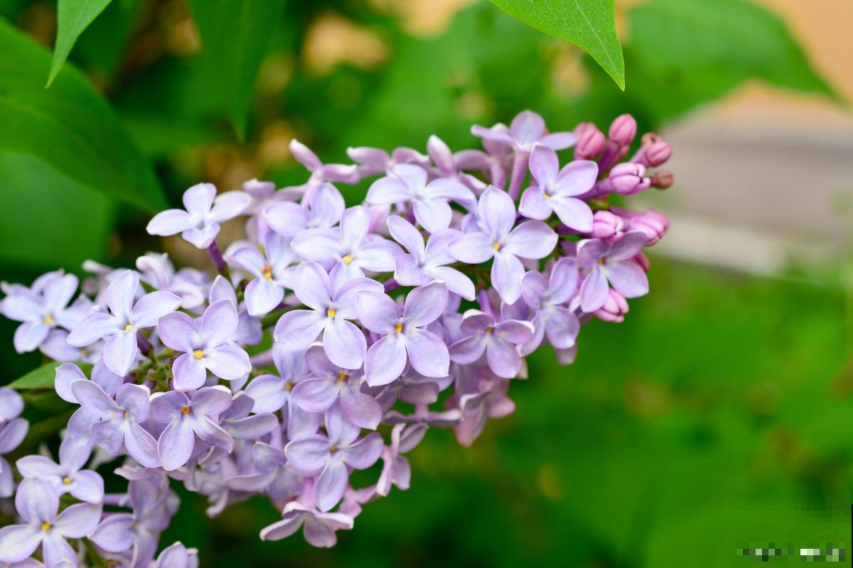丁香花树长虫子了怎么办