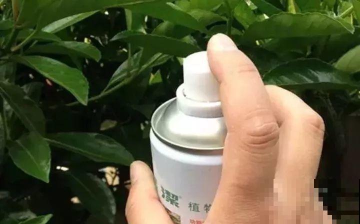养了两个月的花，竟发现是假的？这些套路还真得摸清楚！