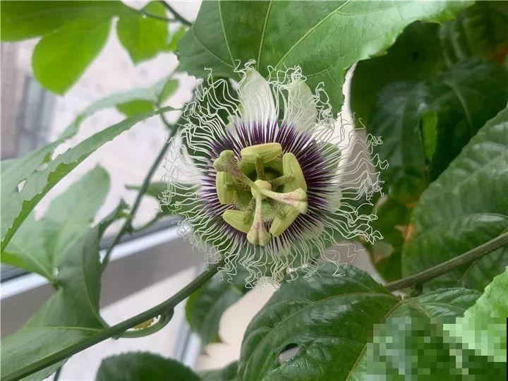 百香果、无花果，自己在家就能种，1根枝结3斤果！