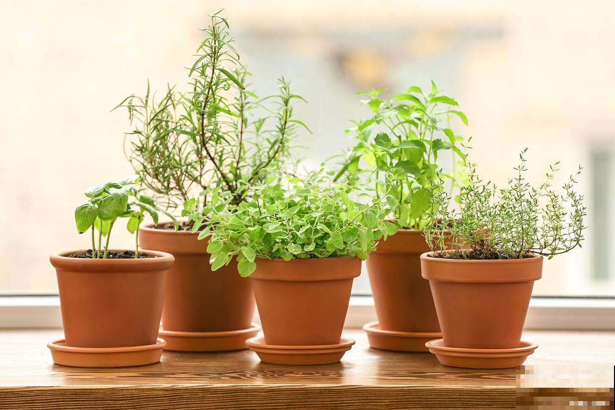 小盆栽植物怎么养